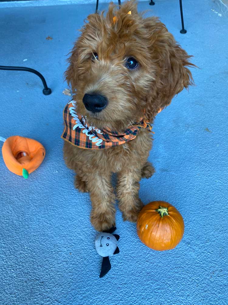 Daisy my dog and a pumpkin.